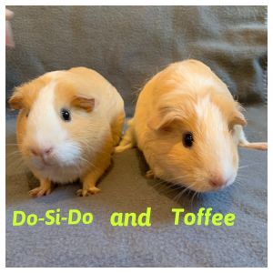 Do-Si-Doe & Toffee