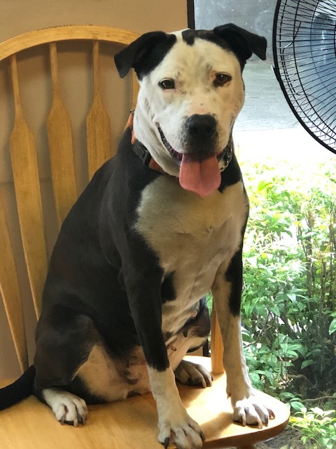 Luna, an adoptable Boxer, Husky in Gainesville, GA, 30501 | Photo Image 1