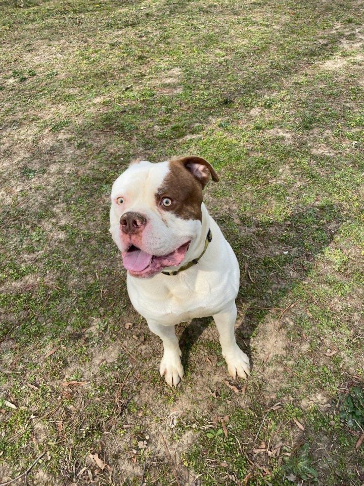 Bulldog English Mastiff Mix