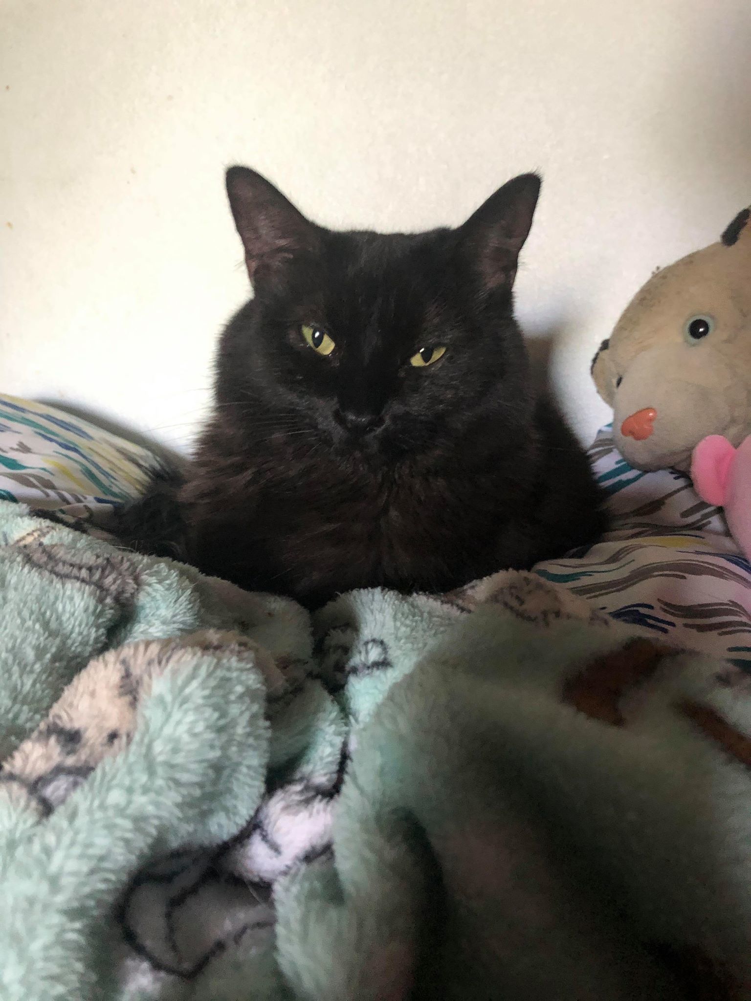 Mamas, an adoptable Domestic Long Hair in Phoenix, AZ, 85053 | Photo Image 1