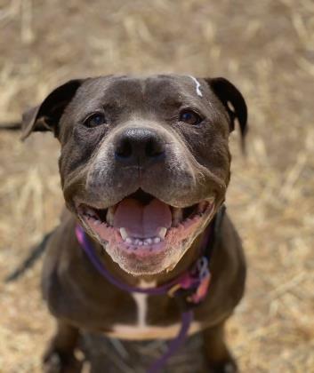 Trish Stratus, an adoptable Pit Bull Terrier Mix in Philadelphia, PA_image-1