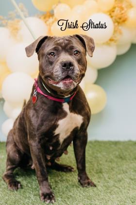 Trish Stratus, an adoptable Pit Bull Terrier, Mixed Breed in Philadelphia, PA, 19140 | Photo Image 2