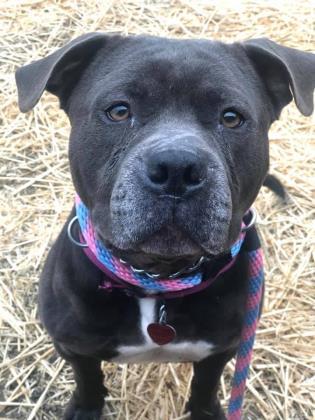 Trish Stratus, an adoptable Pit Bull Terrier, Mixed Breed in Philadelphia, PA, 19140 | Photo Image 3