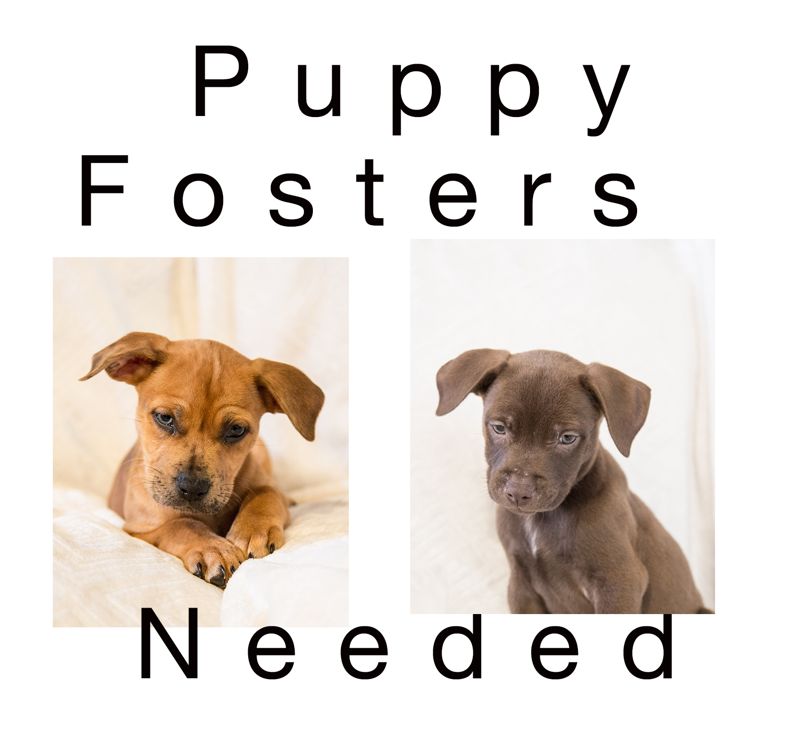 Fosters Needed, an adoptable Labrador Retriever in Friendswood, TX, 77546 | Photo Image 1