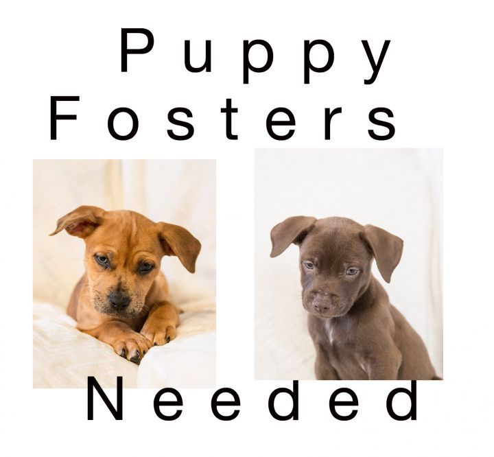 Fosters Needed, an adoptable Labrador Retriever Mix in Friendswood, TX_image-1