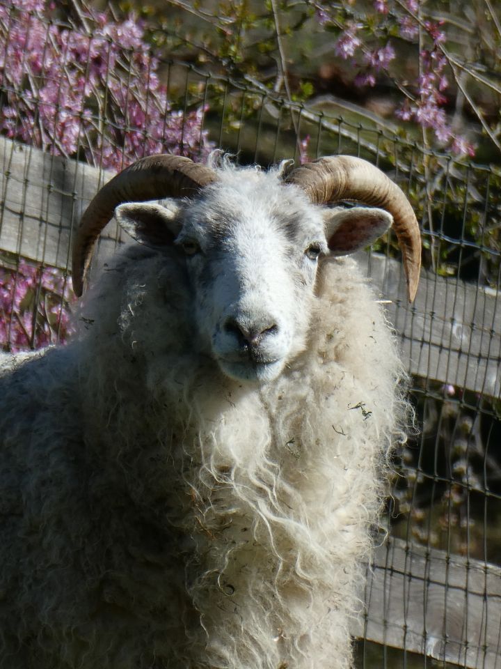 Daisy, an adoptable Sheep in Quilcene, WA_image-1