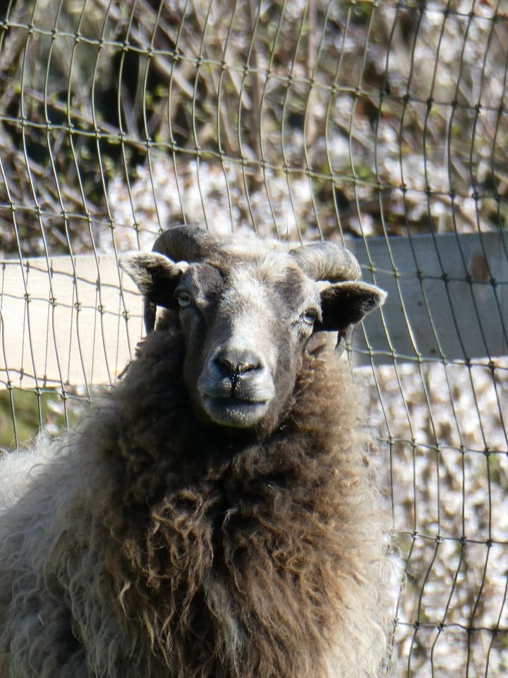 Daffodil, an adoptable Sheep in Quilcene, WA_image-1