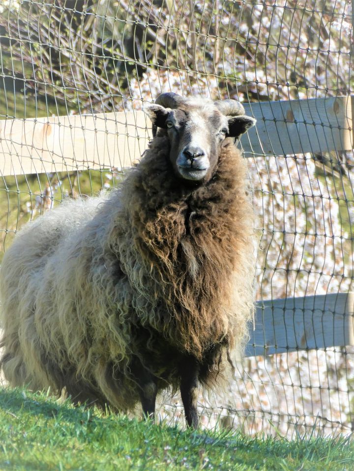 Daffodil, an adoptable Sheep in Quilcene, WA_image-2