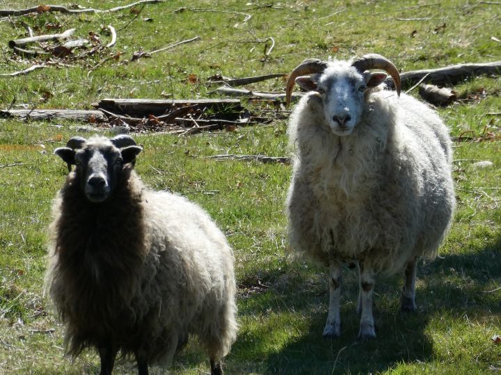 Daffodil, an adoptable Sheep in Quilcene, WA_image-3