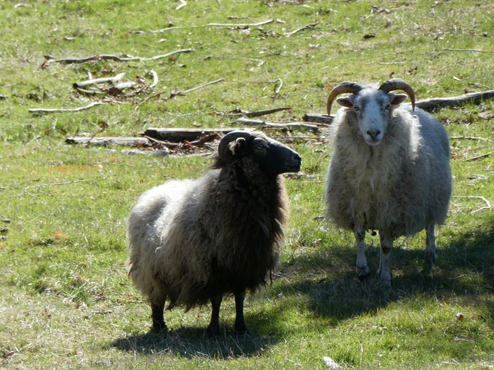 Daffodil, an adoptable Sheep in Quilcene, WA_image-4
