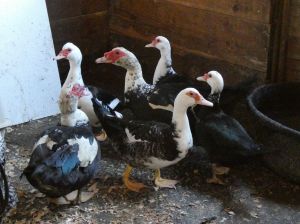 Adopt 8 Muscovy Ducks a Duck | Female Duck Adoption in Quilcene WA
