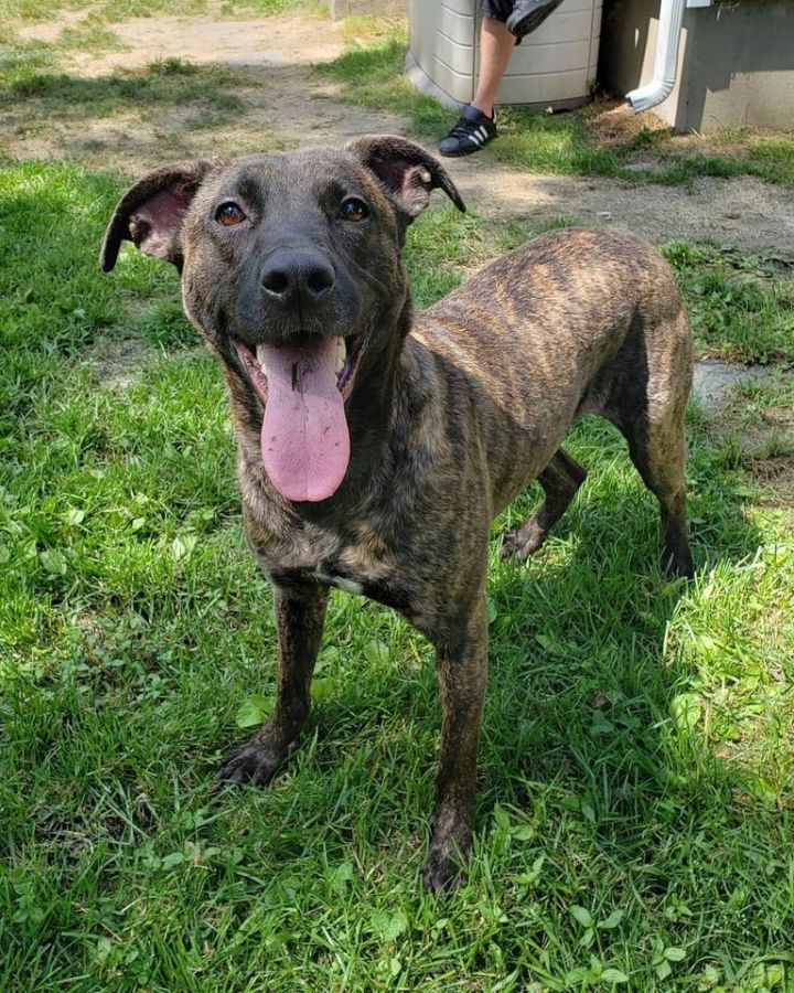 Pitbull mixed with sales hound