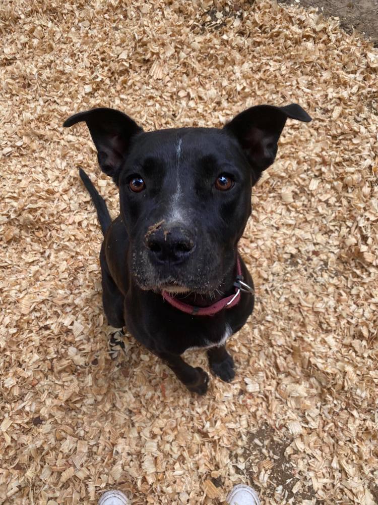 Jessee, an adoptable Labrador Retriever in Troy, AL, 36081 | Photo Image 3