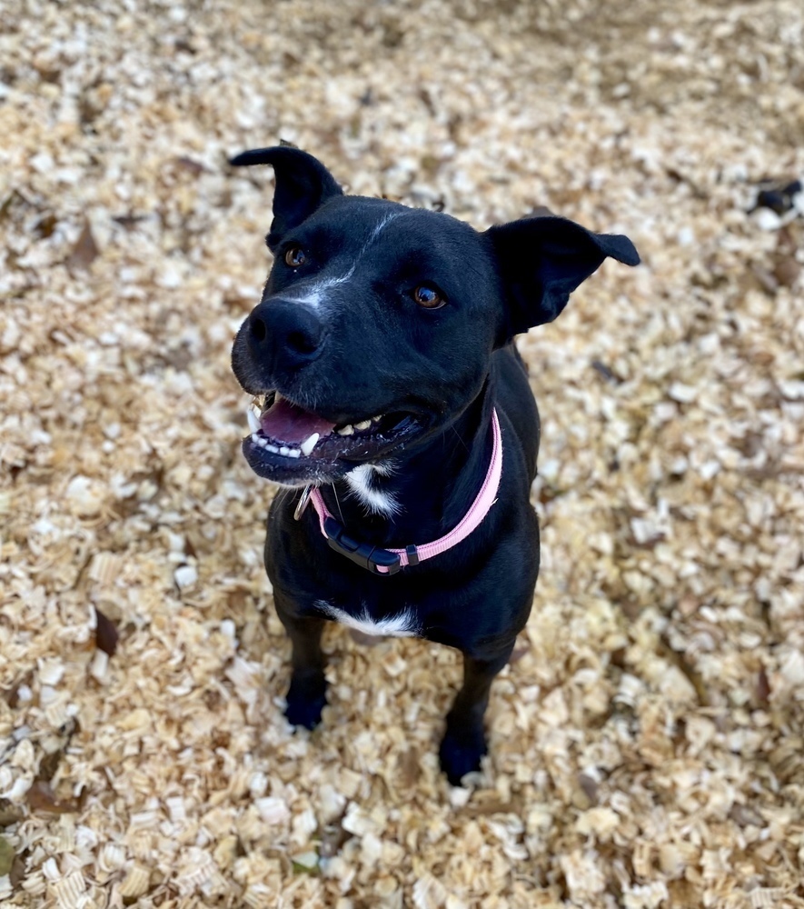 Jessee, an adoptable Labrador Retriever in Troy, AL, 36081 | Photo Image 3