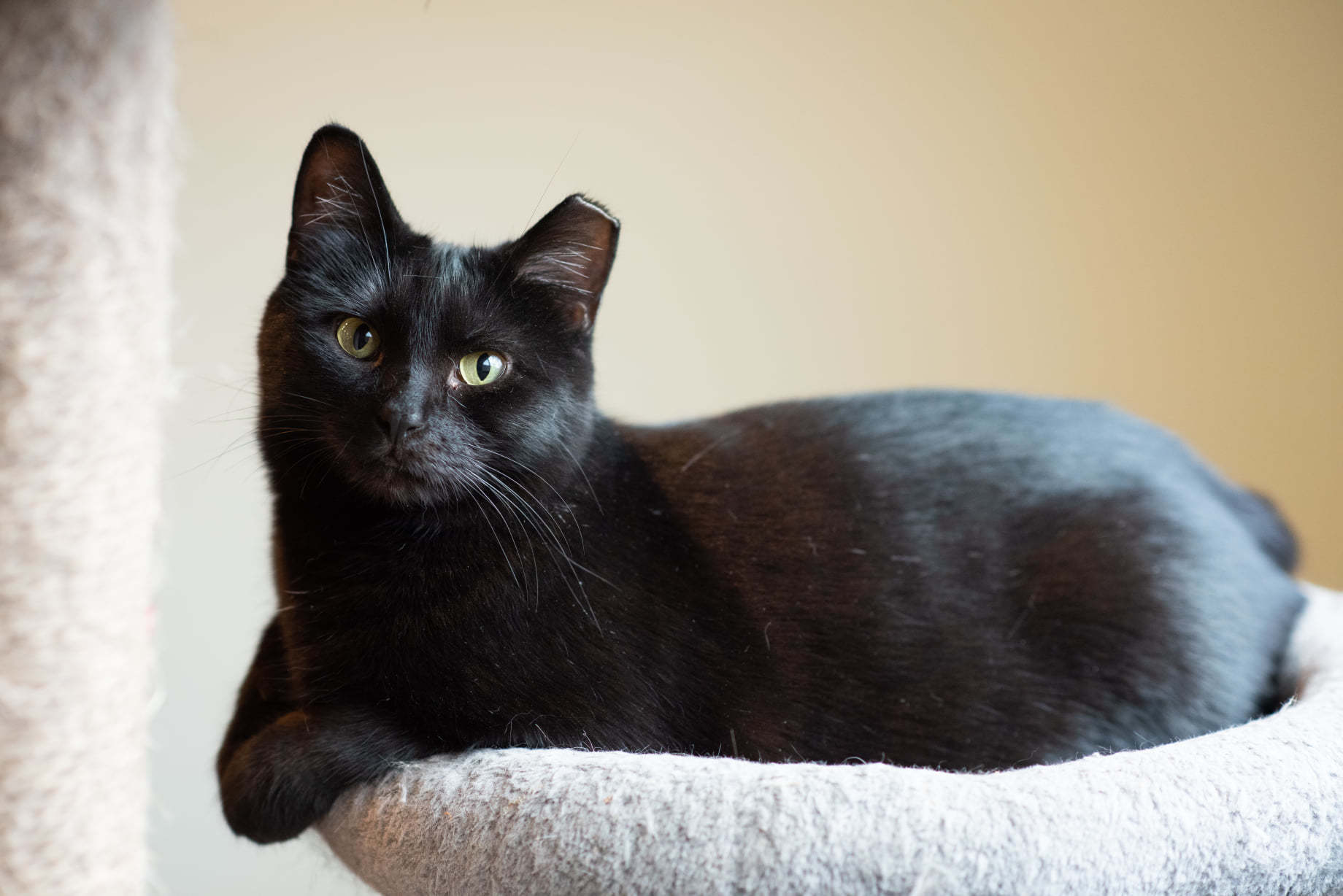 Binx, an adoptable Domestic Short Hair in New Cumberland, WV, 26047 | Photo Image 1