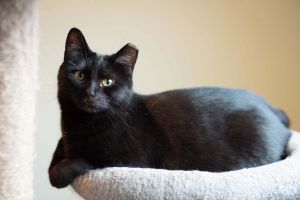 Binx, Adult Female unknown