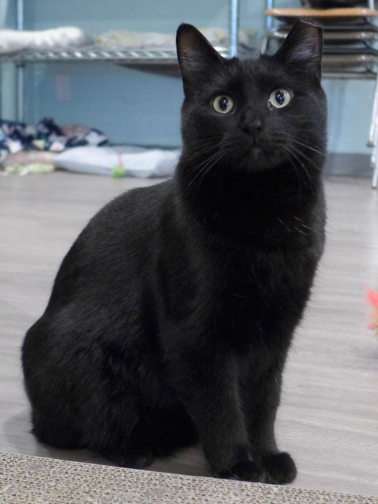 Binx, an adoptable Domestic Short Hair in New Cumberland, WV, 26047 | Photo Image 3