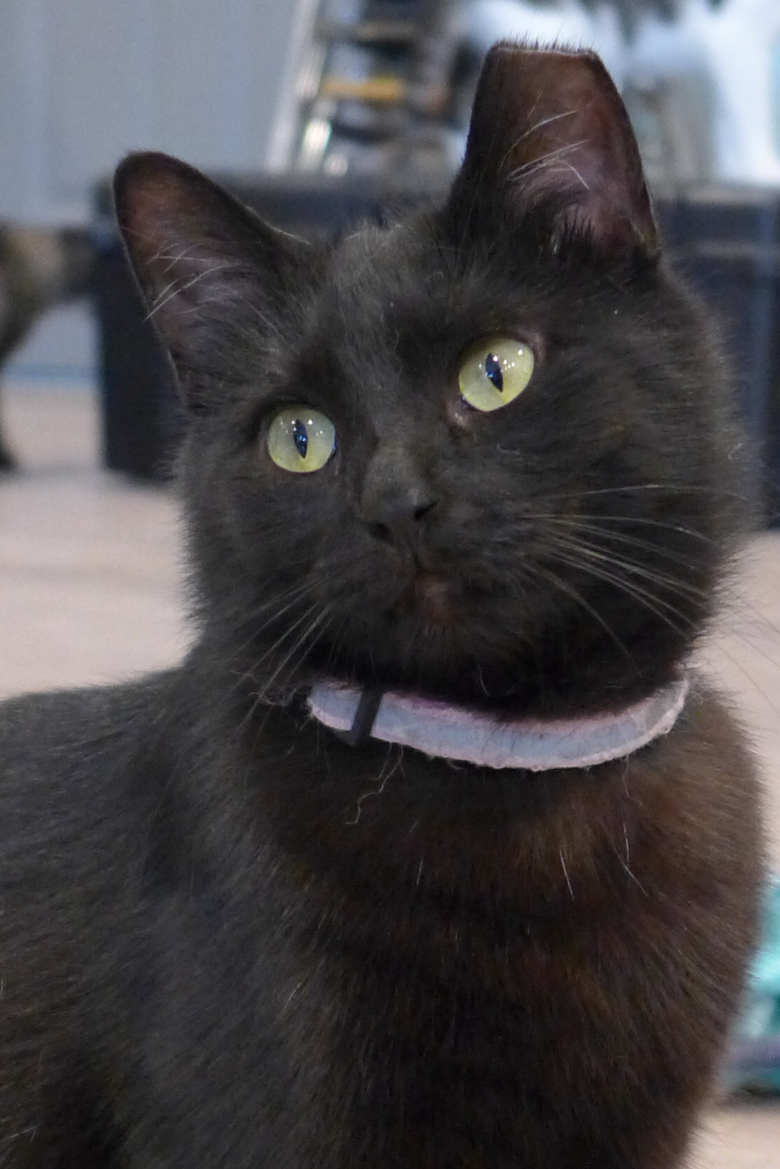 Binx, an adoptable Domestic Short Hair in New Cumberland, WV, 26047 | Photo Image 5