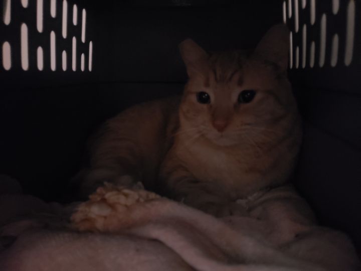 Original Tigger 4