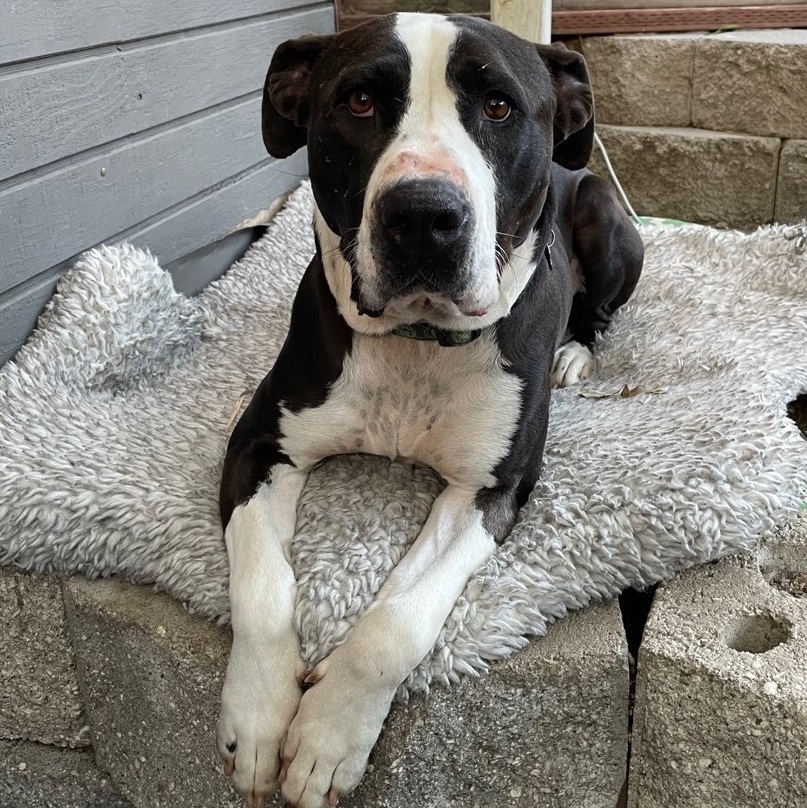 Seamus, an adoptable Great Dane, American Staffordshire Terrier in Berkeley, CA, 94705 | Photo Image 1