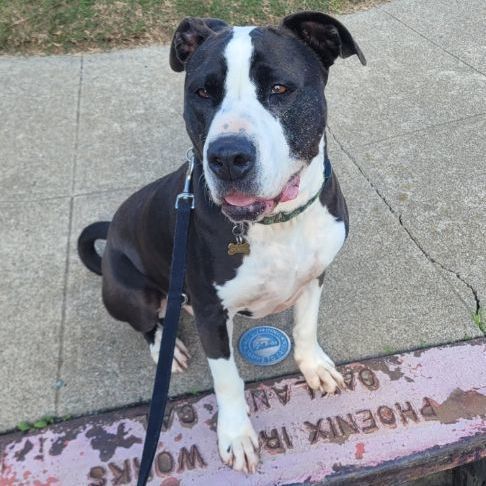 Great dane american staffordshire terrier sale mix