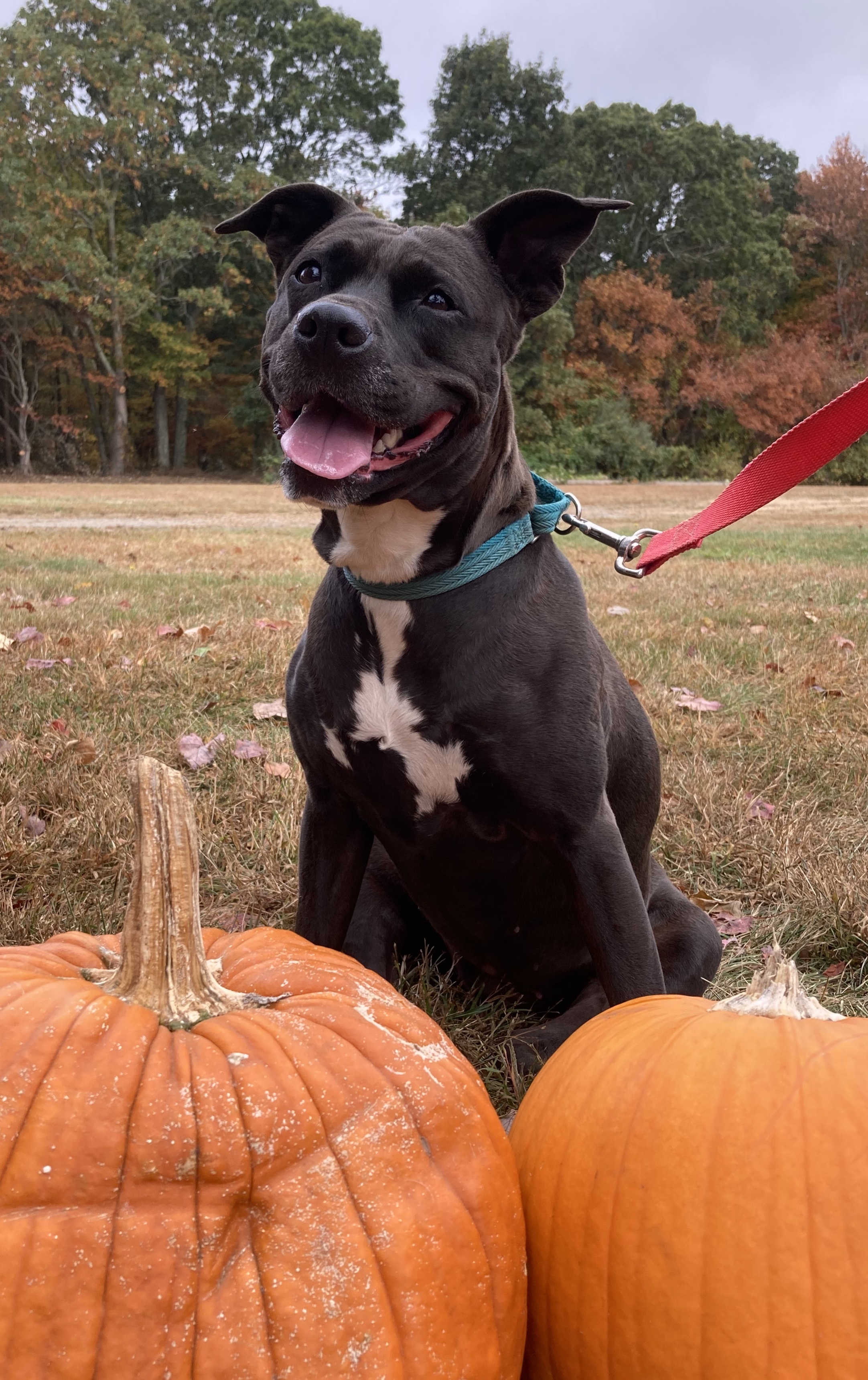 Rosie, an adoptable American Staffordshire Terrier in Exeter, RI, 02822 | Photo Image 3