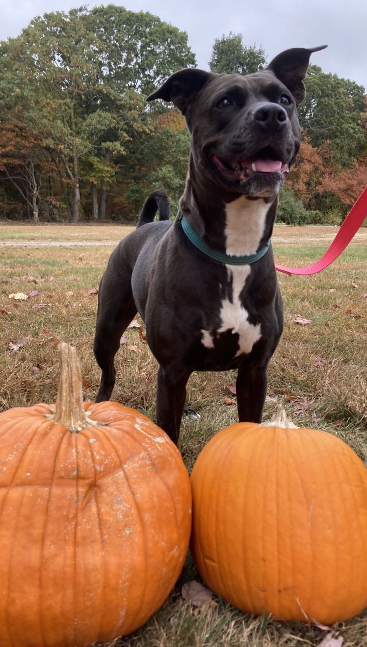 Rosie, an adoptable American Staffordshire Terrier Mix in Exeter, RI_image-6