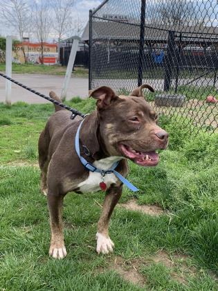 Leo, an adoptable Pit Bull Terrier Mix in Philadelphia, PA_image-3