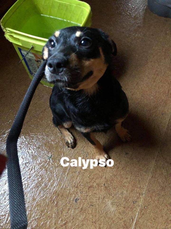 Calypso 1