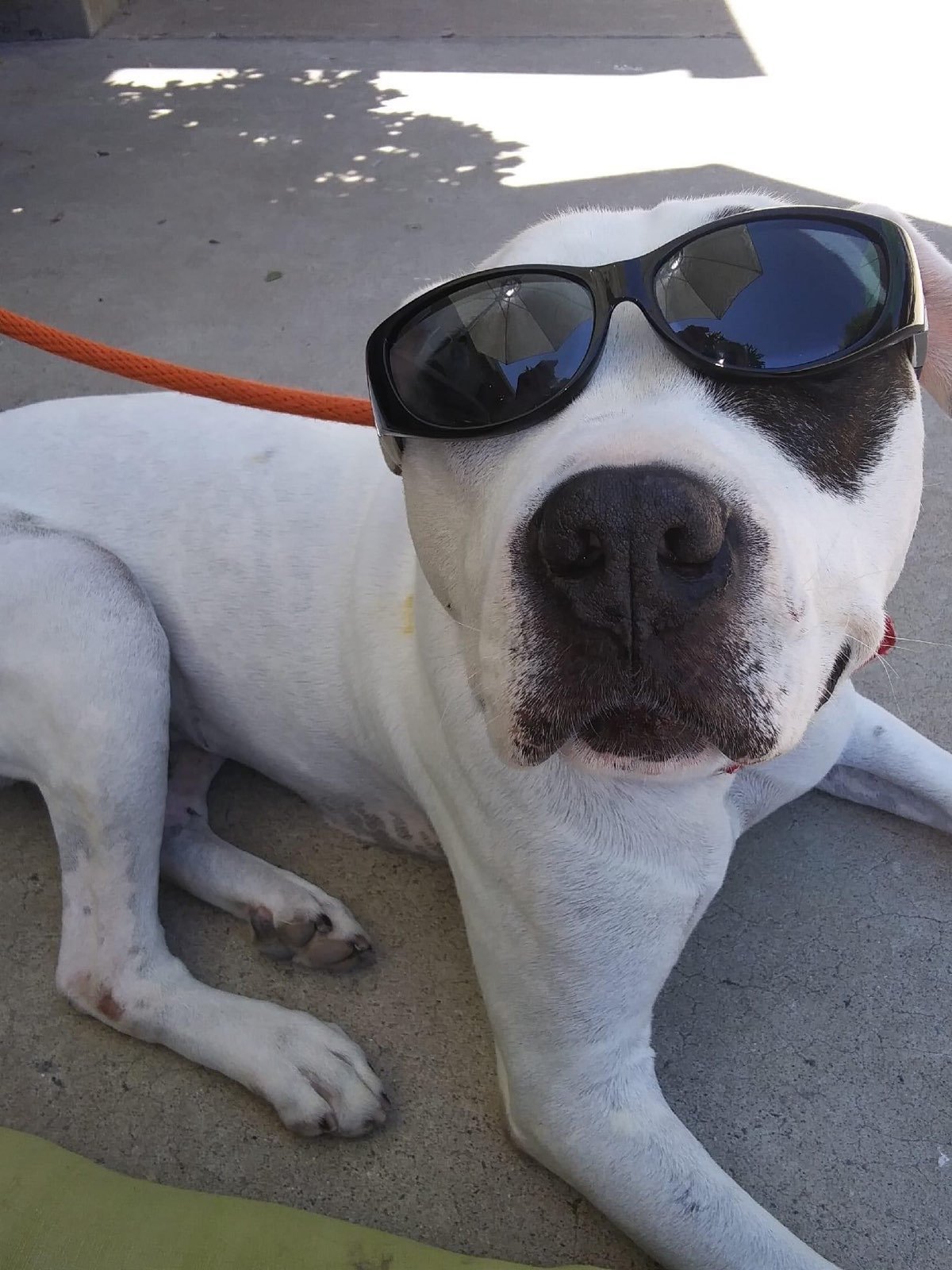 Leonardo *Senior Star*, an adoptable American Staffordshire Terrier in San Diego, CA, 92172 | Photo Image 1