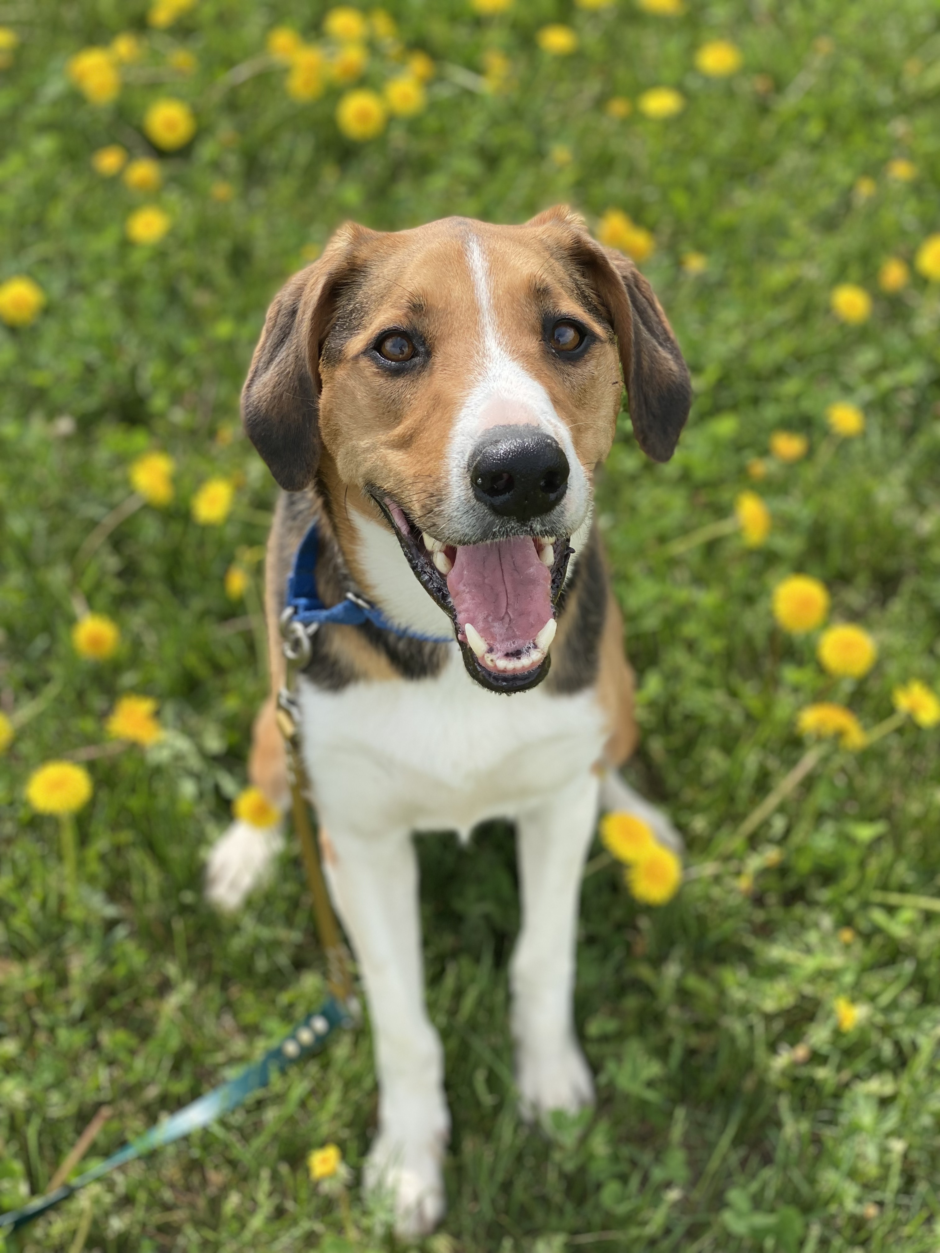 Dog for adoption - Jake, a Labrador Retriever & Treeing Walker