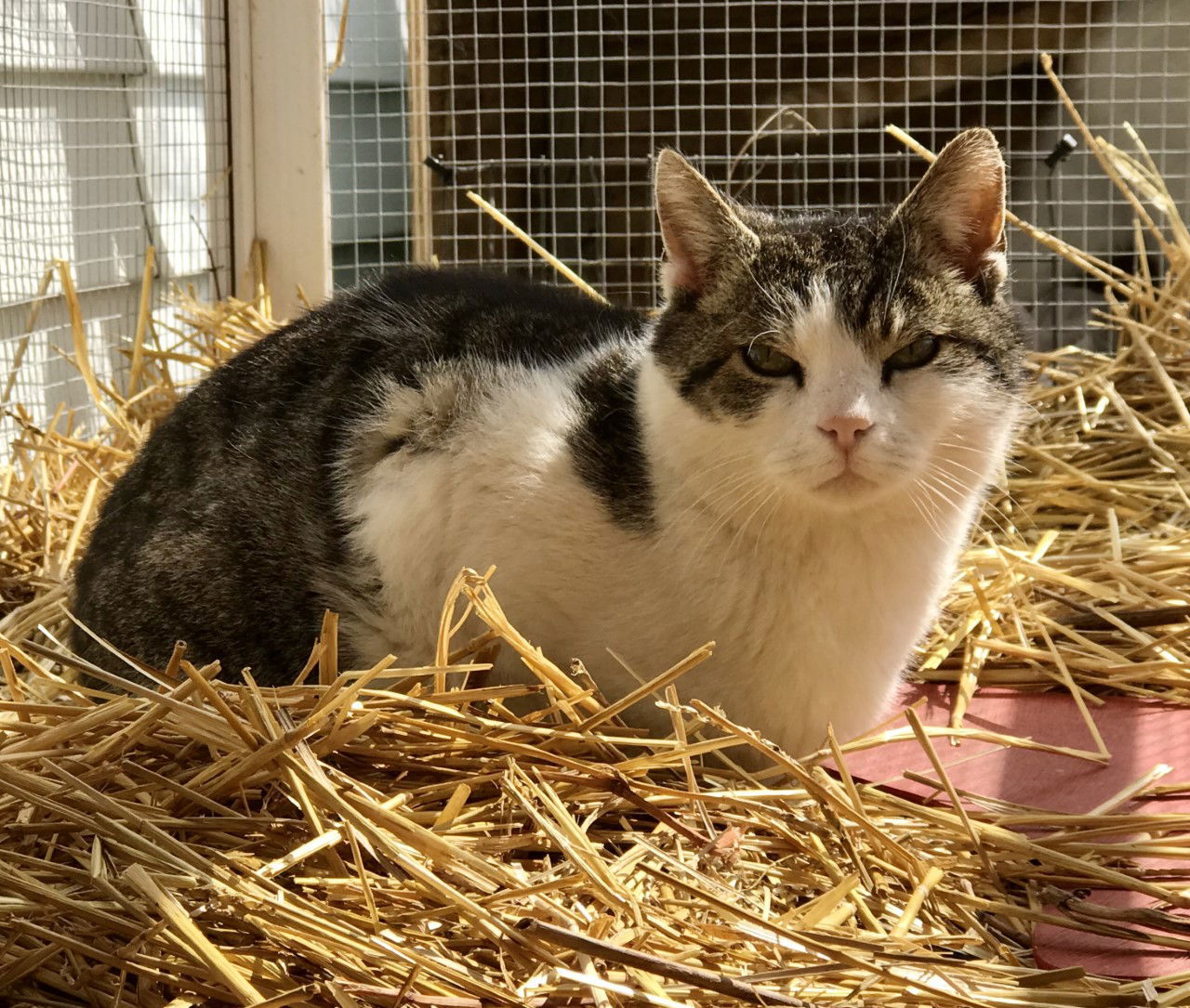 Hemmingway, an adoptable Domestic Short Hair in Sistersville, WV, 26175 | Photo Image 1