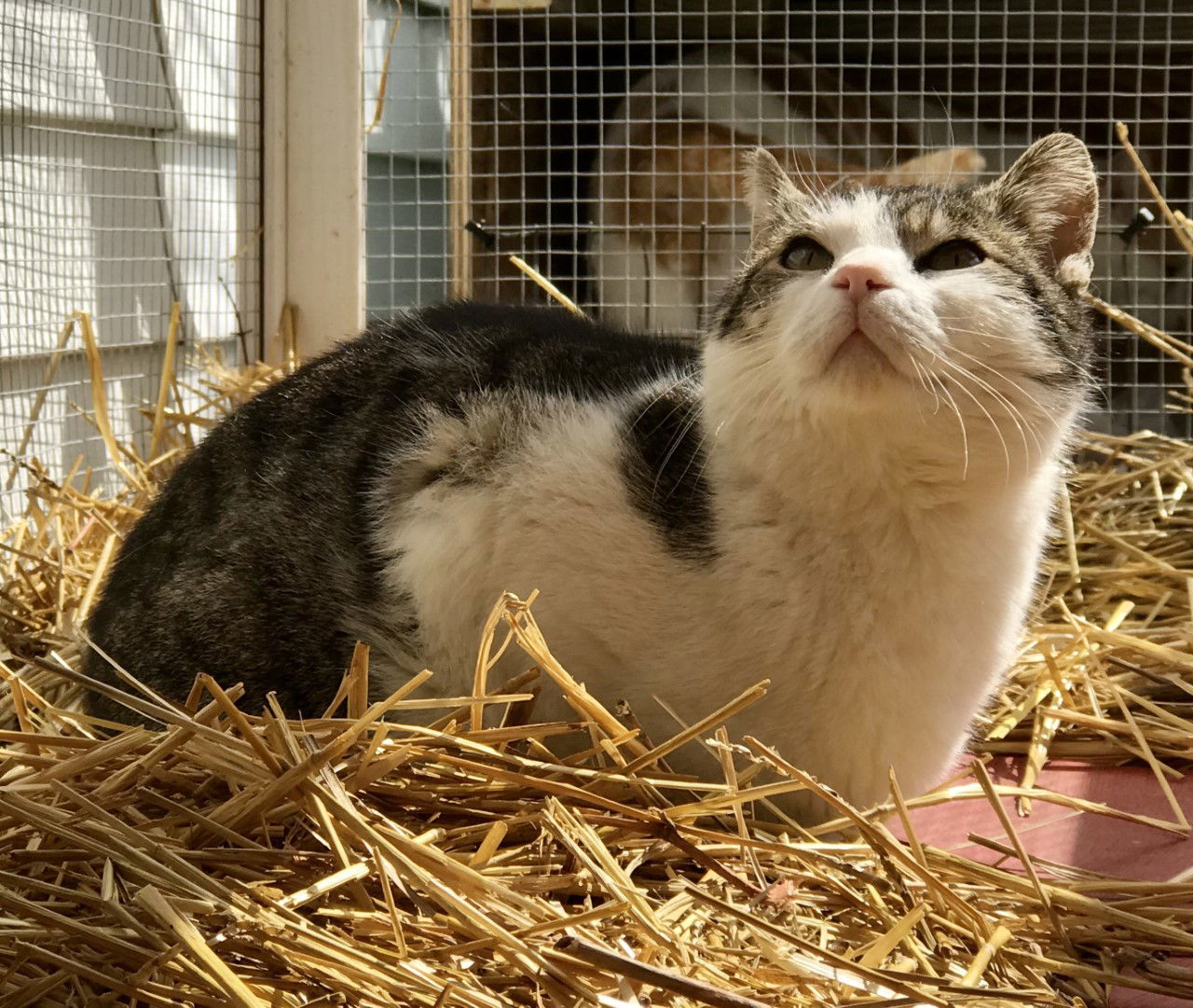 Hemmingway, an adoptable Domestic Short Hair in Sistersville, WV, 26175 | Photo Image 2