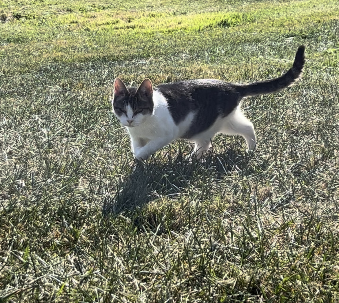 Hemmingway, an adoptable Domestic Short Hair in Sistersville, WV, 26175 | Photo Image 2