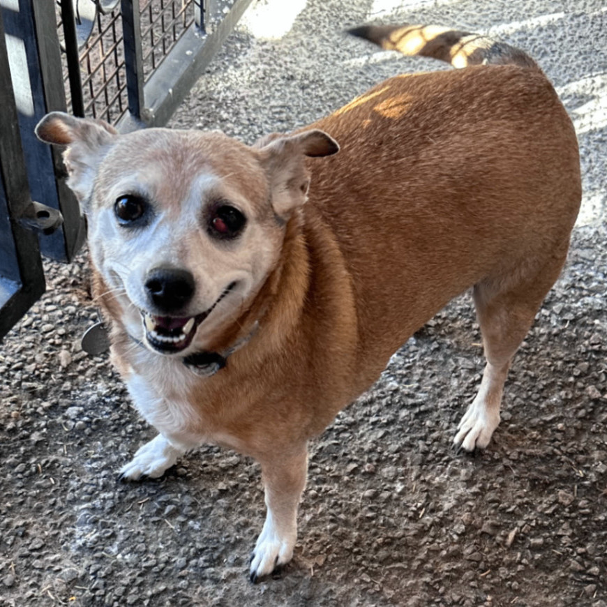 Maya, an adoptable Chihuahua in TUCSON, AZ, 85719 | Photo Image 1