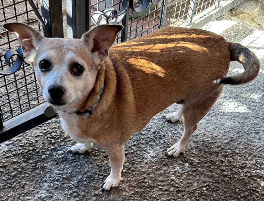 Maya, an adoptable Chihuahua in TUCSON, AZ, 85719 | Photo Image 2