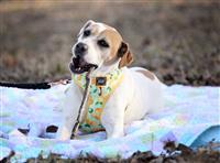 Bangles, an adoptable Hound in Fairfax, VA, 22030 | Photo Image 1