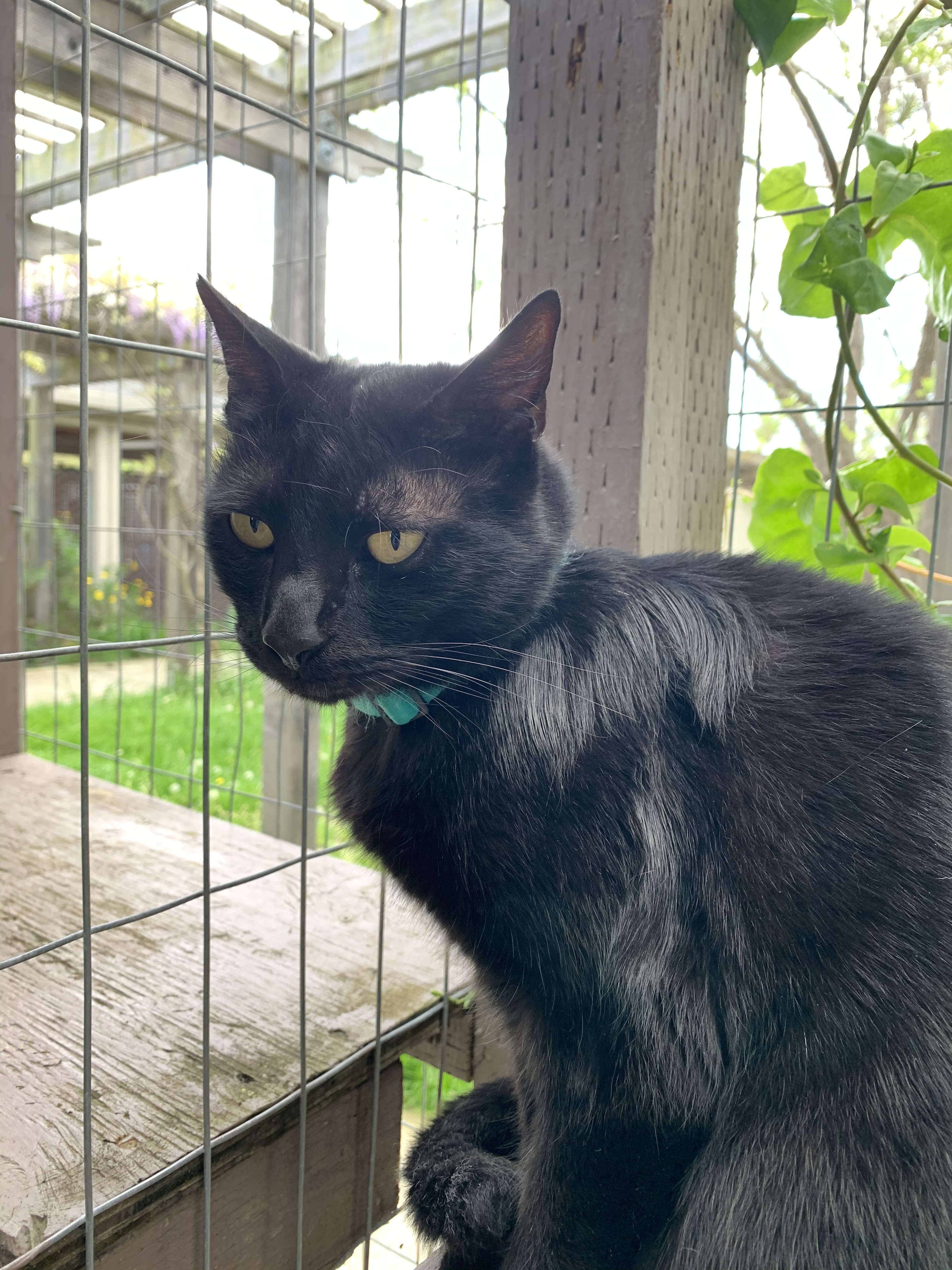 Bogey, an adoptable Domestic Short Hair, Extra-Toes Cat / Hemingway Polydactyl in Hollister, CA, 95023 | Photo Image 2