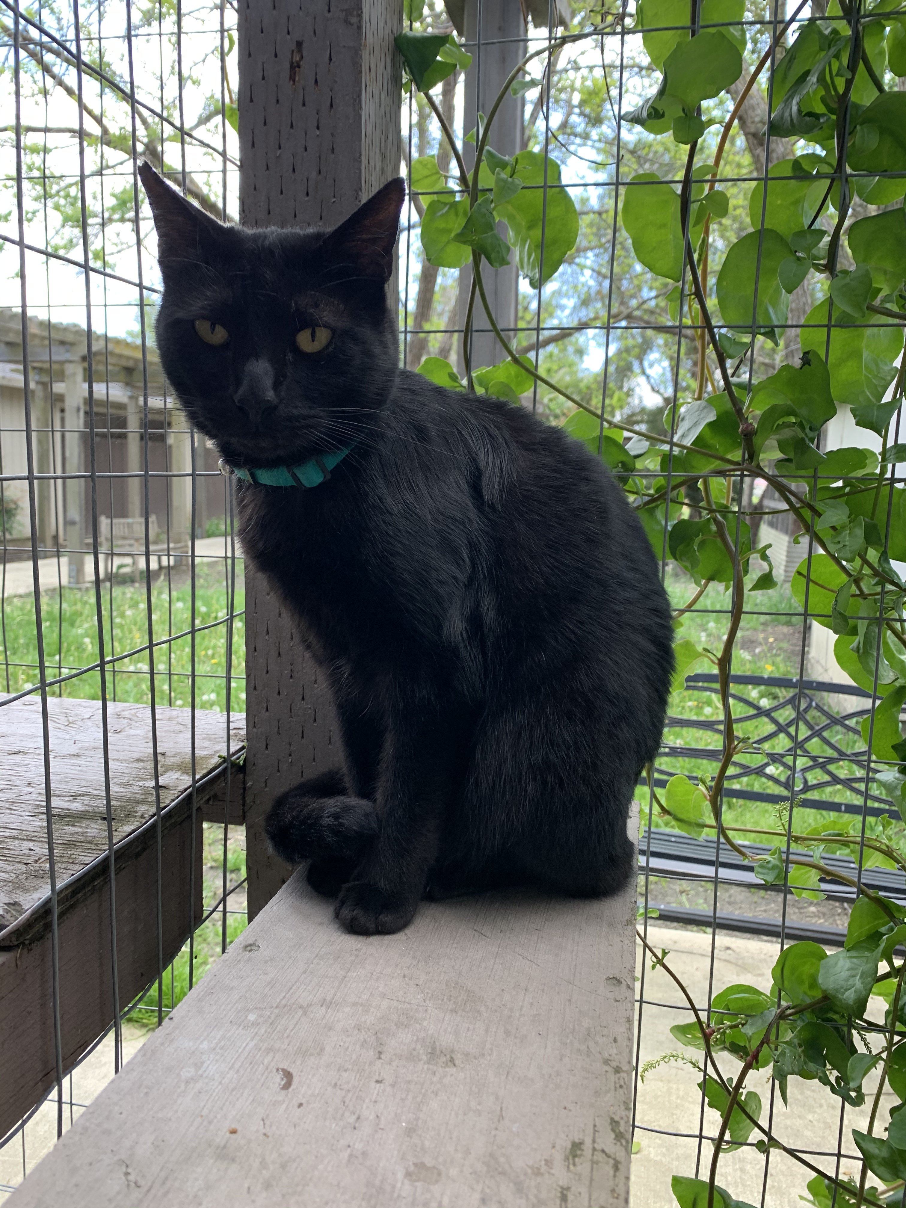 Bogey, an adoptable Domestic Short Hair, Extra-Toes Cat / Hemingway Polydactyl in Hollister, CA, 95023 | Photo Image 3