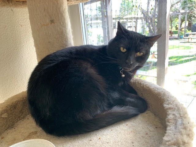 Bogey, an adoptable Domestic Short Hair, Extra-Toes Cat / Hemingway Polydactyl in Hollister, CA, 95023 | Photo Image 4