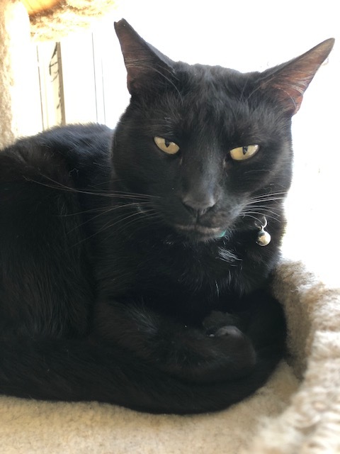 Bogey, an adoptable Domestic Short Hair, Extra-Toes Cat / Hemingway Polydactyl in Hollister, CA, 95023 | Photo Image 5