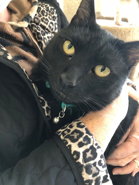 Bogey, an adoptable Domestic Short Hair, Extra-Toes Cat / Hemingway Polydactyl in Hollister, CA, 95023 | Photo Image 6