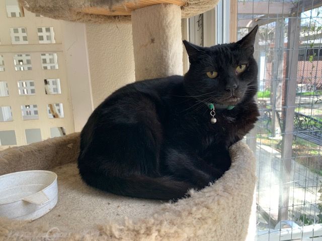 Bogey, an adoptable Domestic Short Hair, Extra-Toes Cat / Hemingway Polydactyl in Hollister, CA, 95023 | Photo Image 1