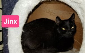 Jinx