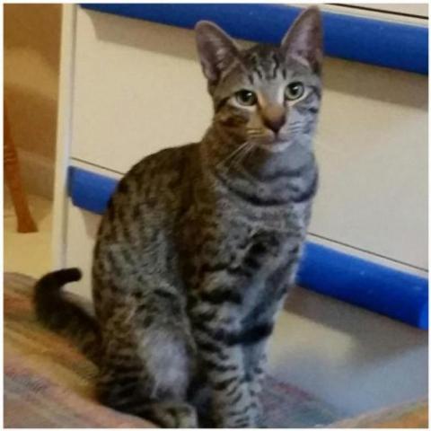 Foster, an adoptable Domestic Short Hair in Cumming, GA, 30040 | Photo Image 1