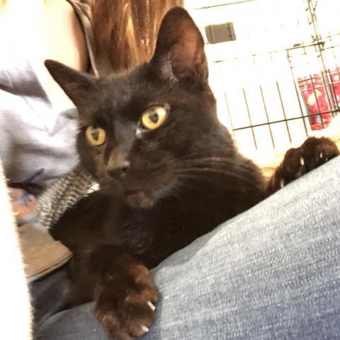 Finnigan (aka Lettuce), an adoptable Domestic Short Hair in Cumming, GA, 30040 | Photo Image 1