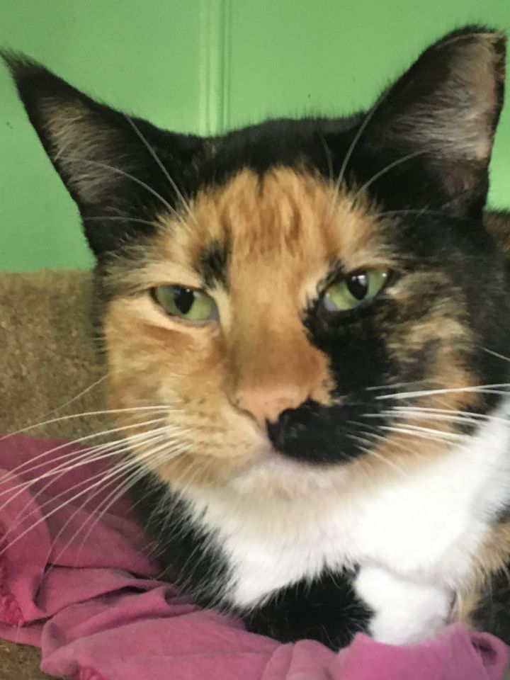 Cat for adoption - Spirit, a Calico in Lake Park, FL ...