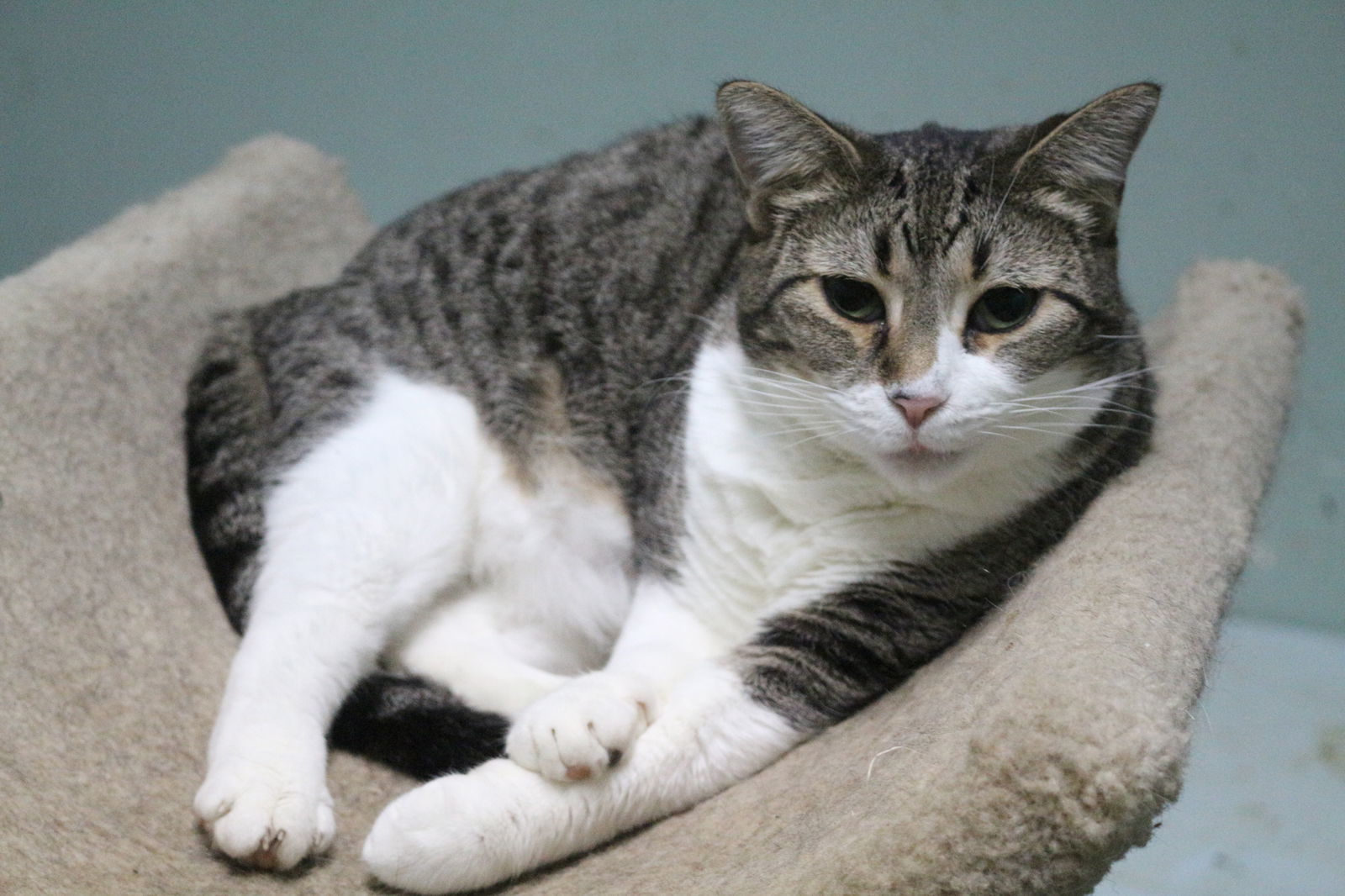 Nip, an adoptable Domestic Short Hair in Jackson, MS, 39213 | Photo Image 1