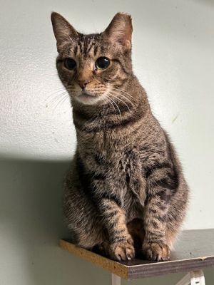 Mr Kat
