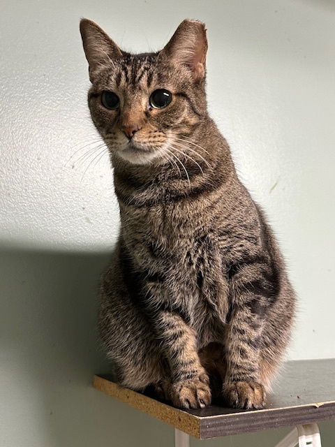 Mr Kat, an adoptable Domestic Short Hair in Jackson, MS, 39213 | Photo Image 1